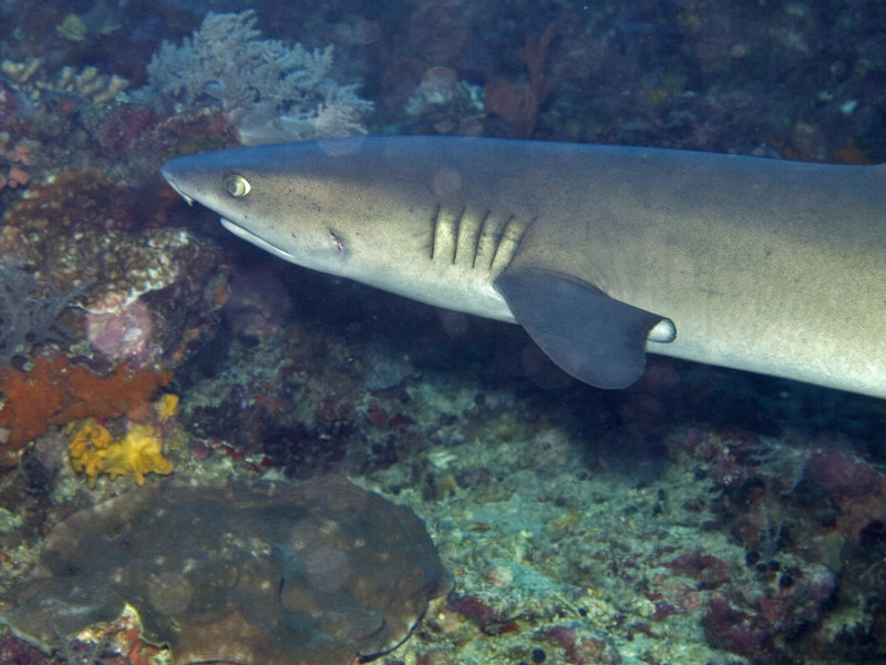 Whitetip Reef Shark, South Point